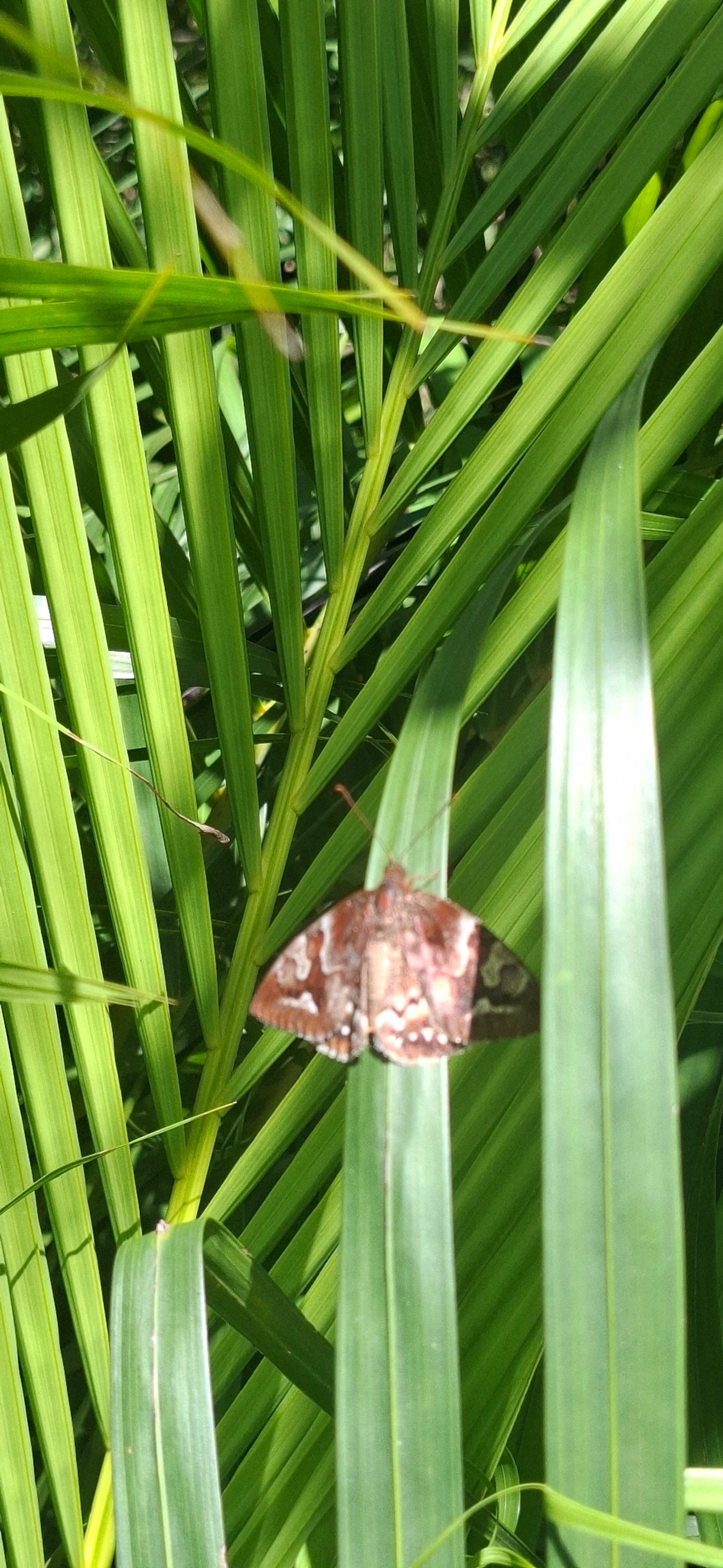 Synpalamides phalaris, insetos, fotografado em Maresias, São Sebastião