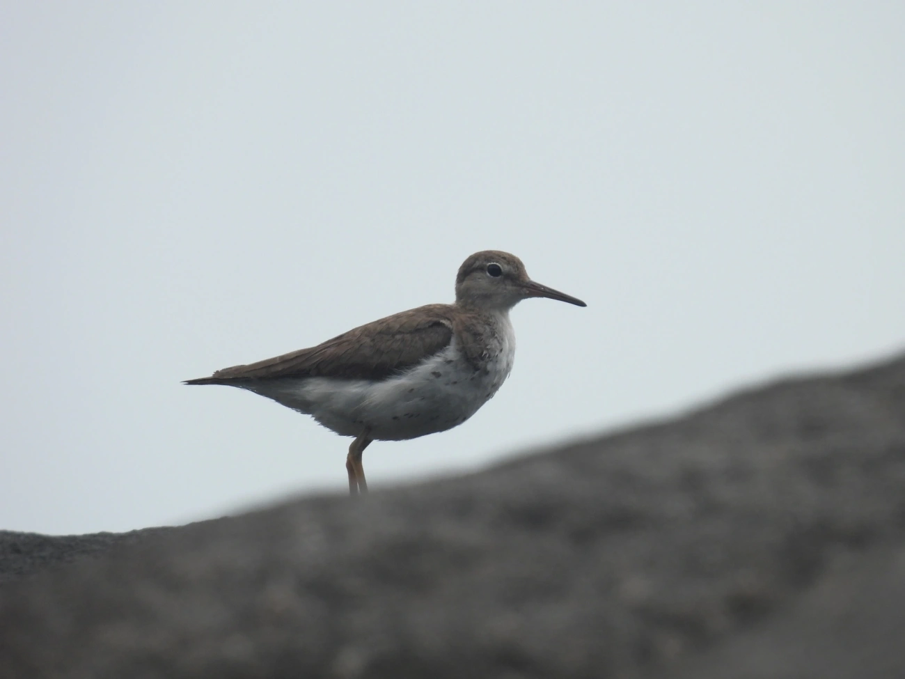 Maçarico-pintado (Actitis macularius), aves, fotografado em Maresias, São Sebastião