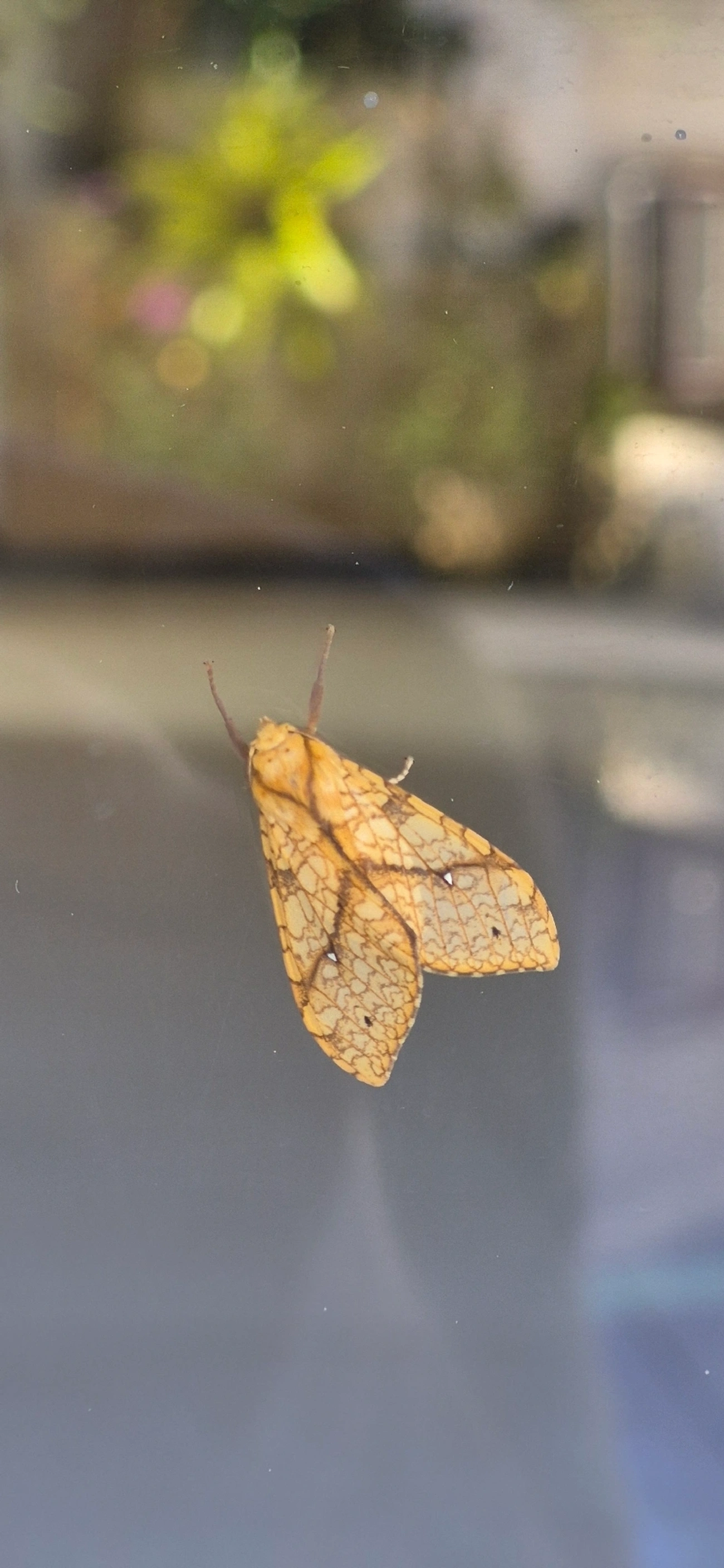 Lophocampa, insetos, fotografado em Maresias, São Sebastião
