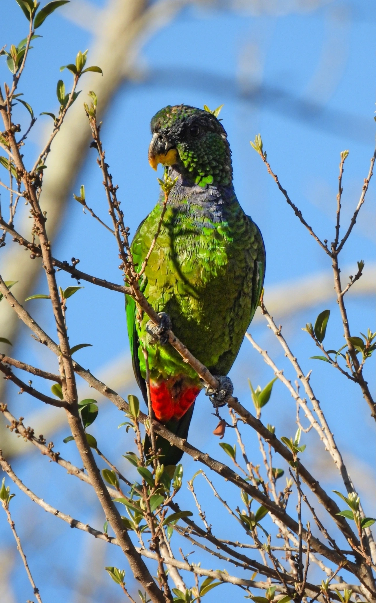 Maitaca-verde (Pionus maximiliani), aves, fotografado em Cunha
