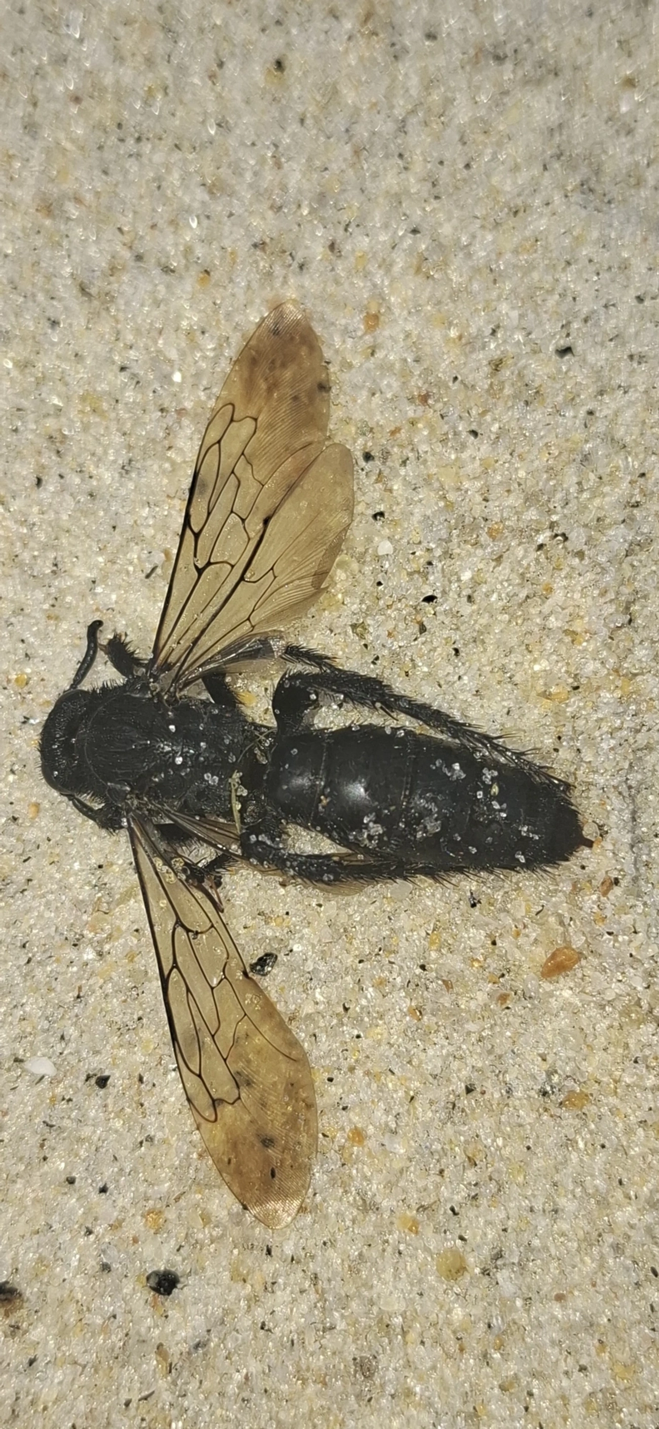Scoliidae, insetos, fotografado em São Sebastião