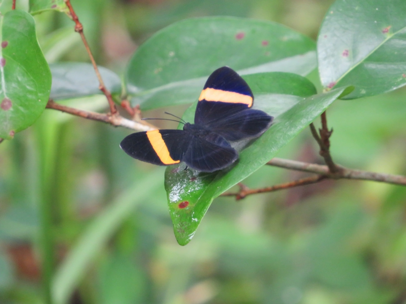 Panara aureizona, insetos, fotografado em Maresias, São Sebastião