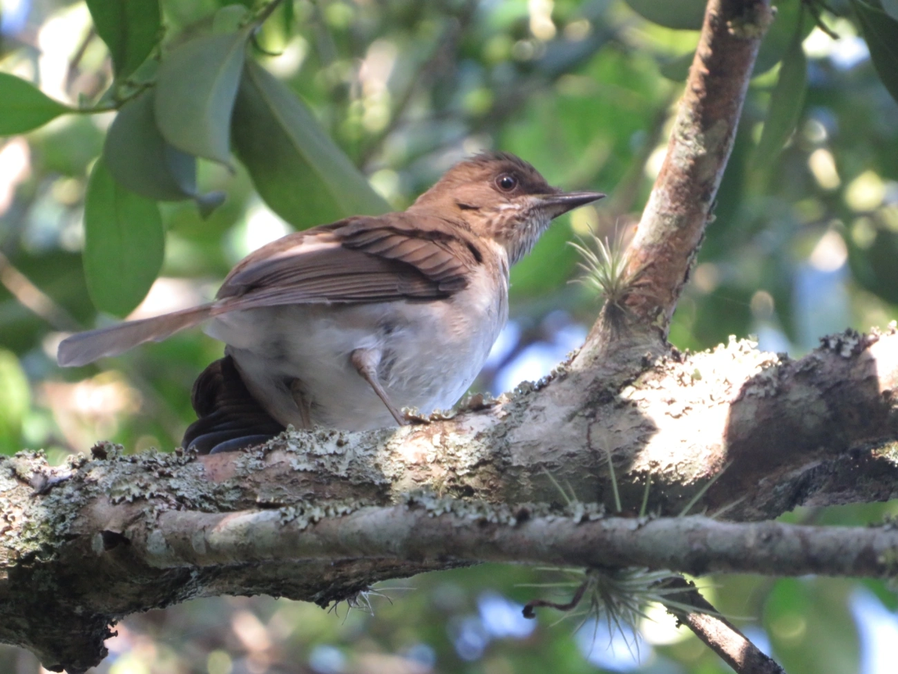 Sabiá-poca (Turdus amaurochalinus), aves, fotografado em Maresias, São Sebastião