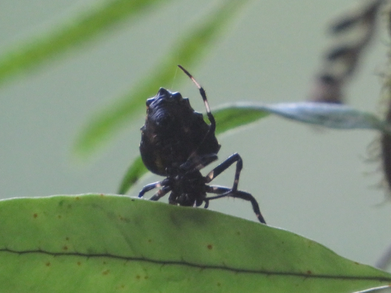 Verrucosa meridionalis, aracnídeos, fotografado em Maresias, São Sebastião