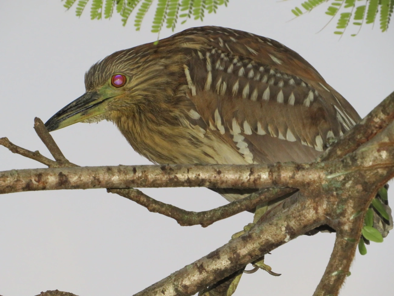 Socó-dorminhoco (Nycticorax nycticorax), aves, fotografado em Caraguatatuba