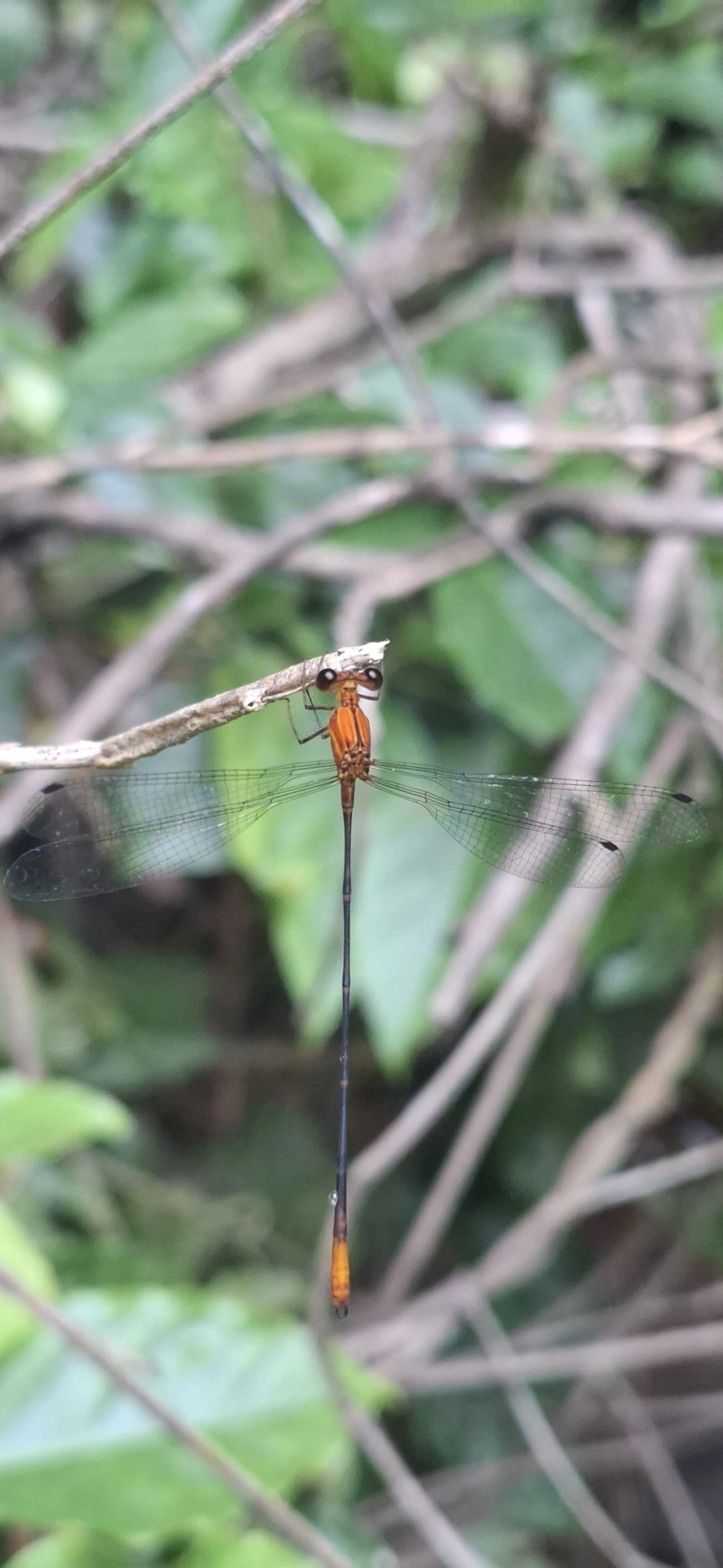 Heteragrion, insetos, fotografado em Maresias, São Sebastião