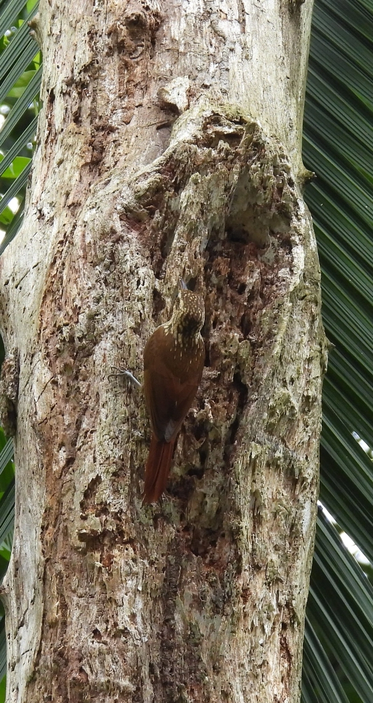 Arapaçu-rajado (Xiphorhynchus fuscus), aves, fotografado em Maresias, São Sebastião