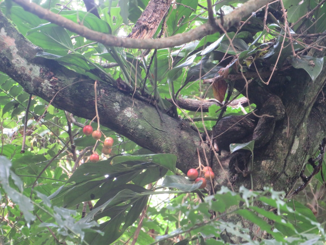 Canjerana (Cabralea canjerana), plantas, fotografado em Maresias, São Sebastião