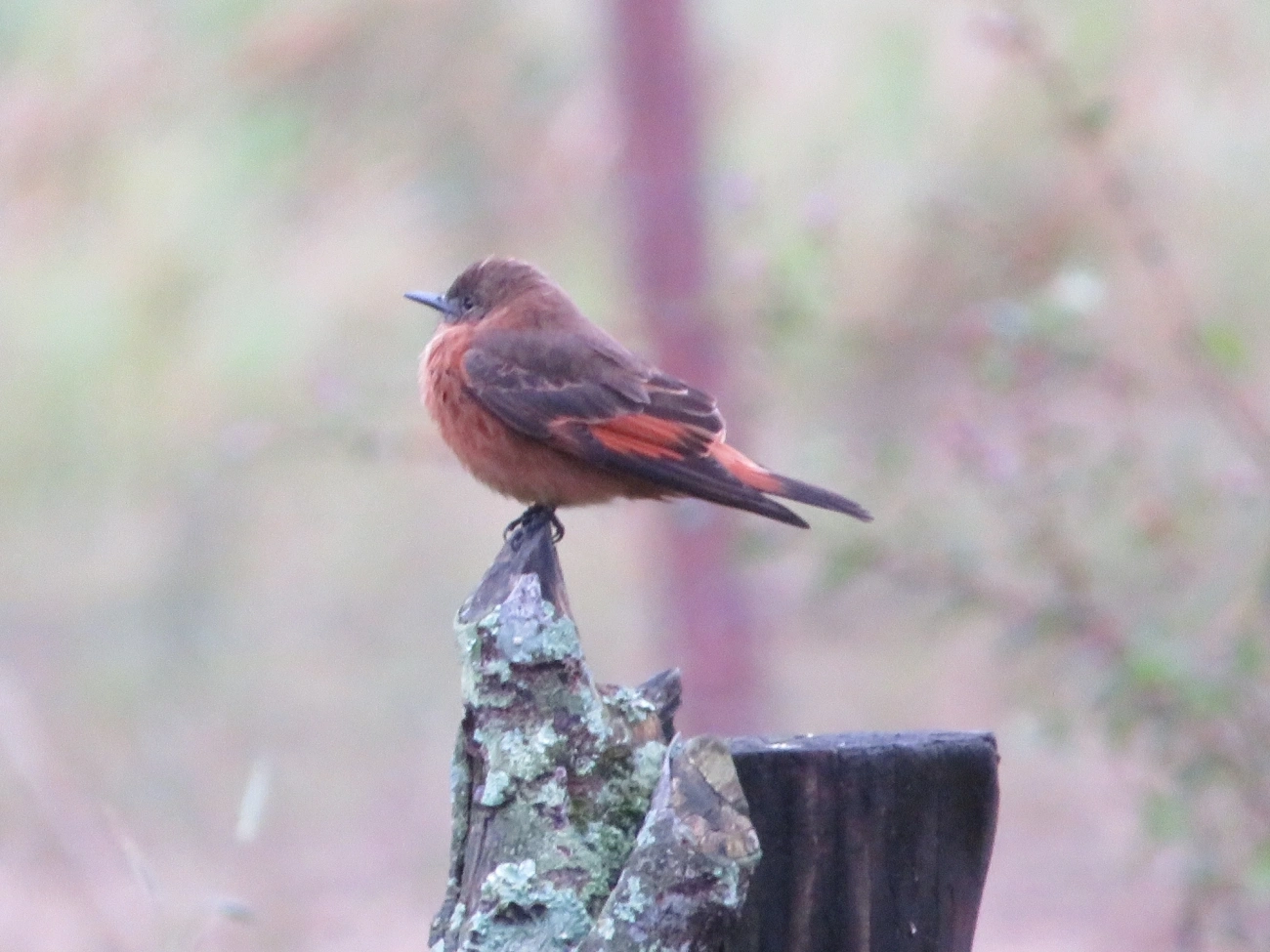 Gibão-de-couro (Hirundinea ferruginea), aves, fotografado em Maresias, São Sebastião