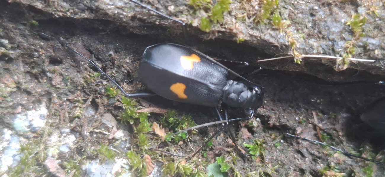 Oxycheila tristis, insetos, fotografado em São Sebastião