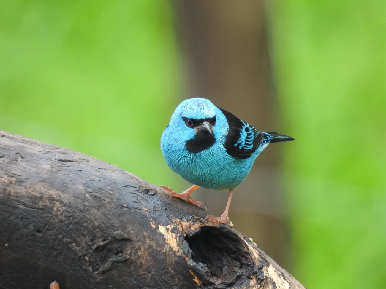 Saí-azul (Dacnis cayana), aves, fotografado em Maresias, São Sebastião