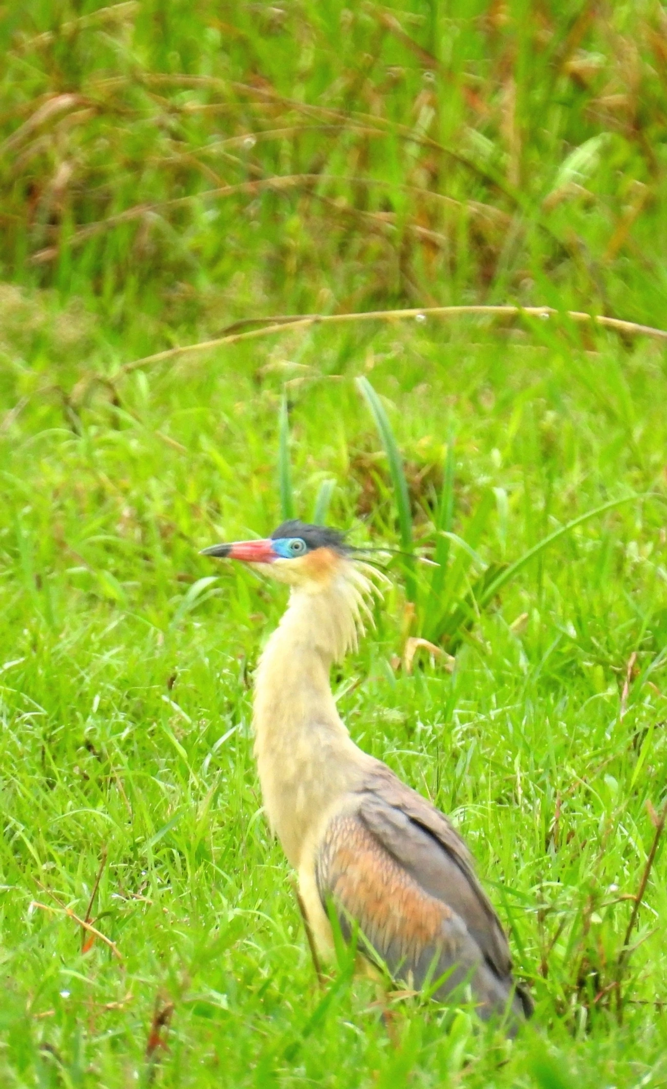 Maria-faceira (Syrigma sibilatrix), aves, fotografado em Santa Isabel