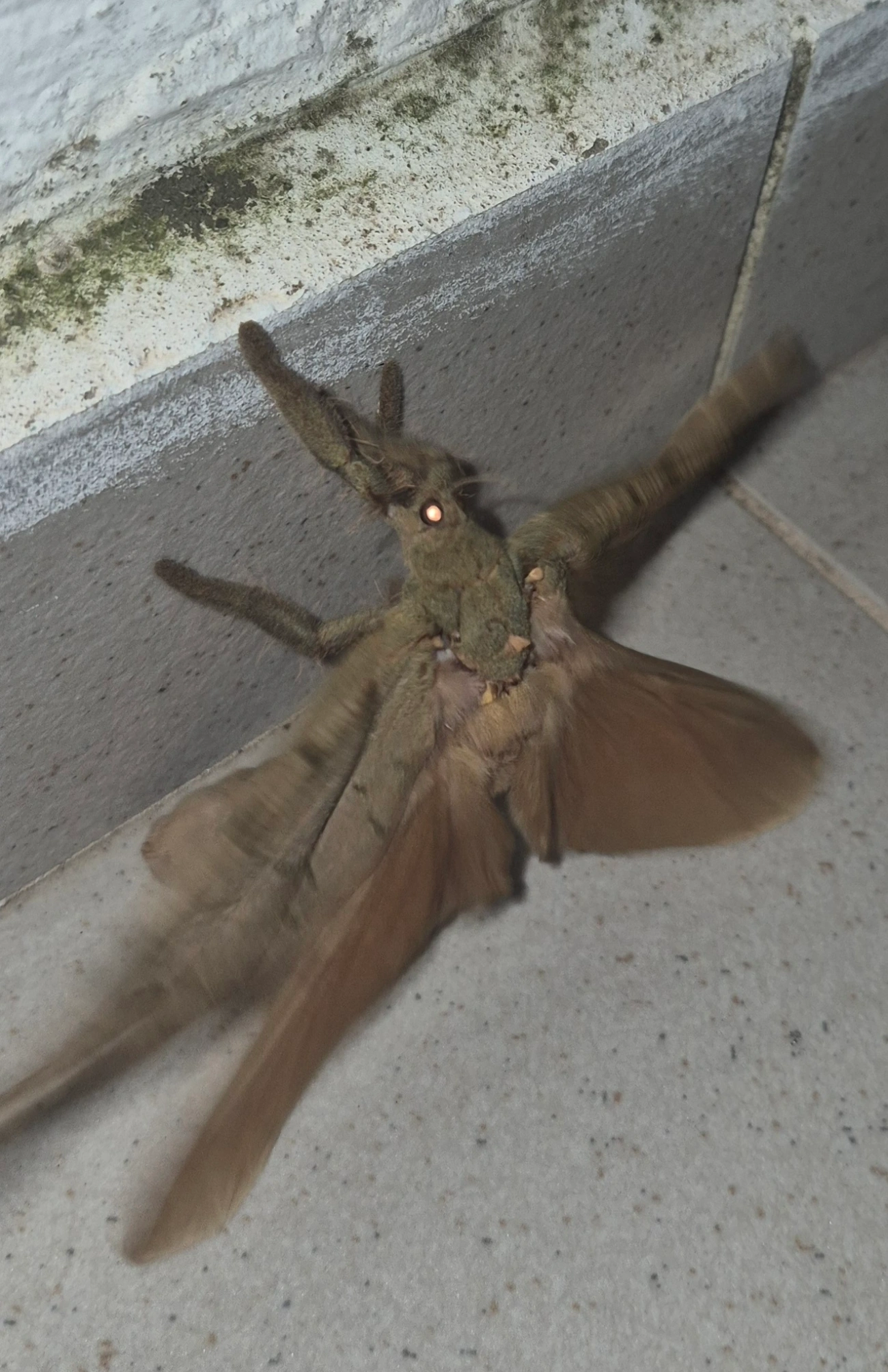 Mariposa-fantasma (Trichophassus giganteus), insetos, fotografado em Maresias, São Sebastião