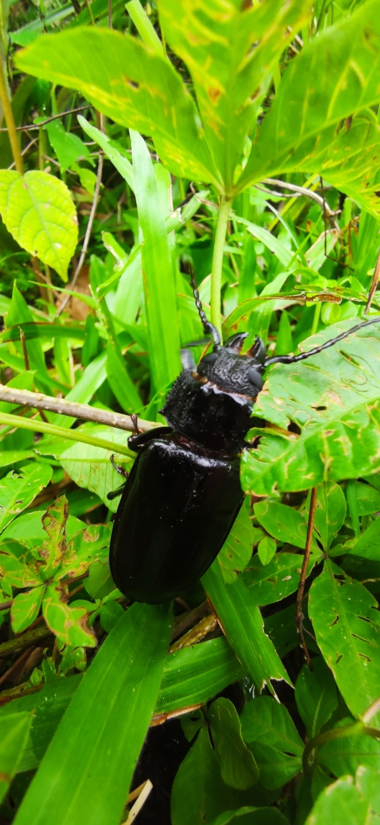 Macrotomini, insetos, fotografado em Maresias, São Sebastião