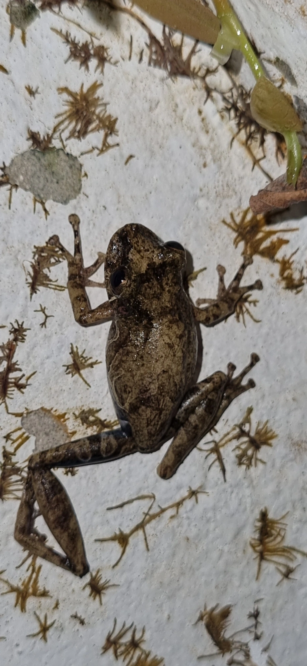 Scinax, anfíbios, fotografado em Maresias, São Sebastião