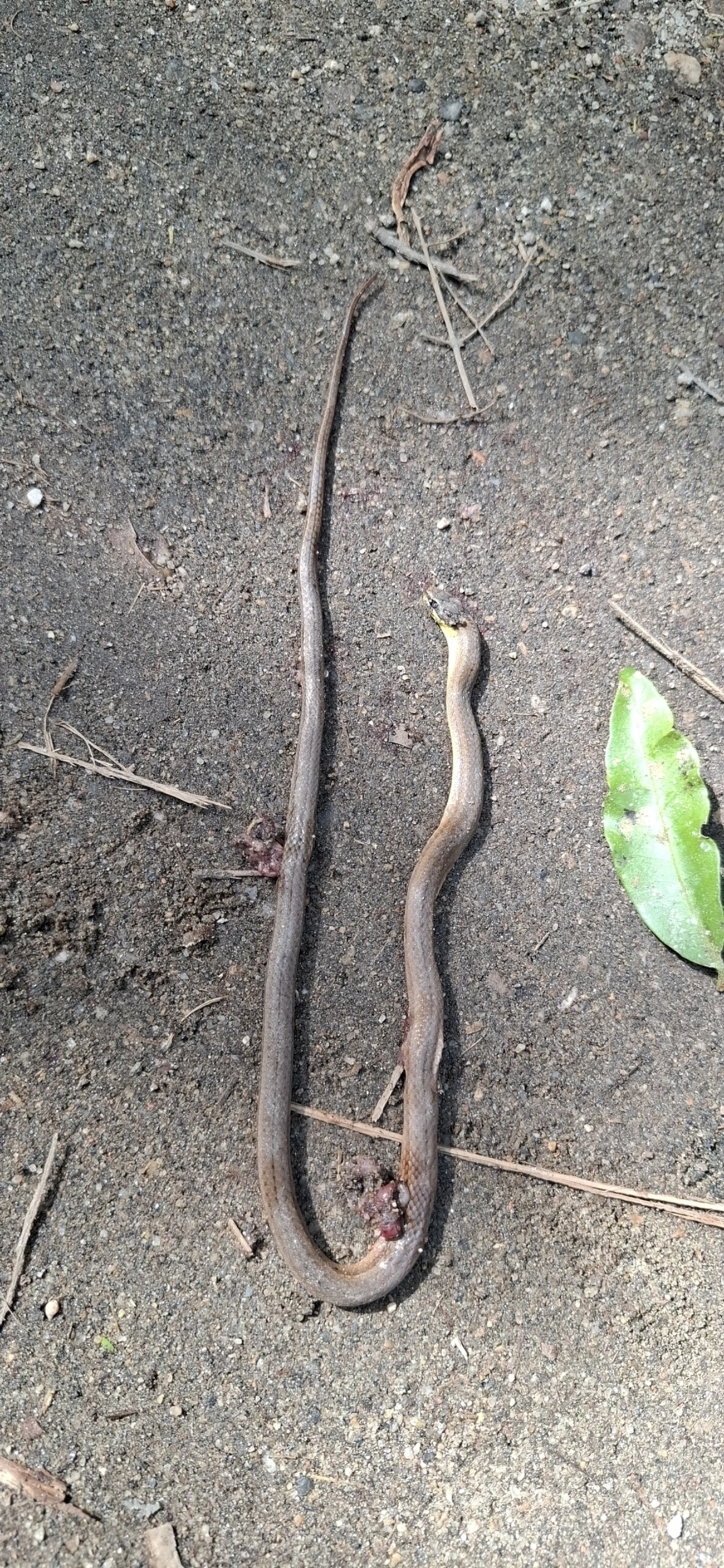 Dibernardia, répteis, fotografado em Borrifos, Ilhabela