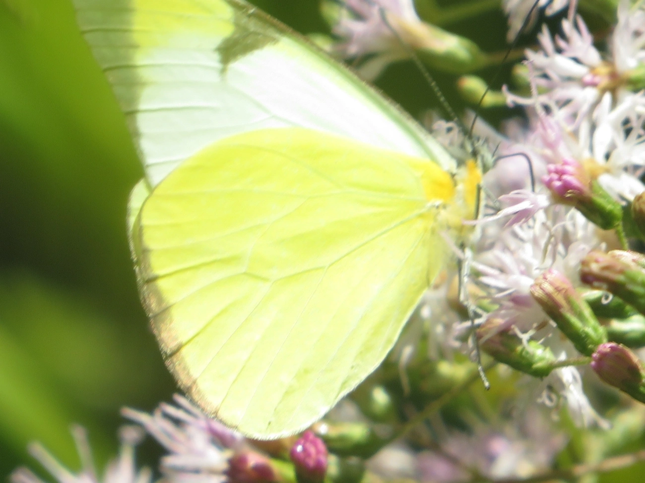 Branca-comum (Melete lycimnia), insetos, fotografado em Maresias, São Sebastião