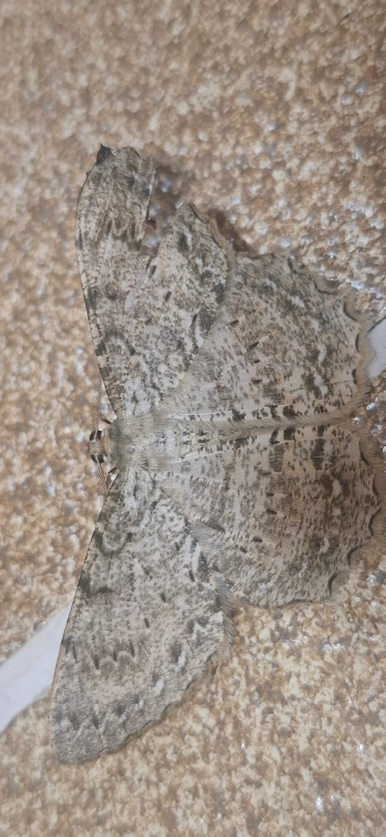 Mariposas-da-magnólia (Epimecis), insetos, fotografado em Itamonte