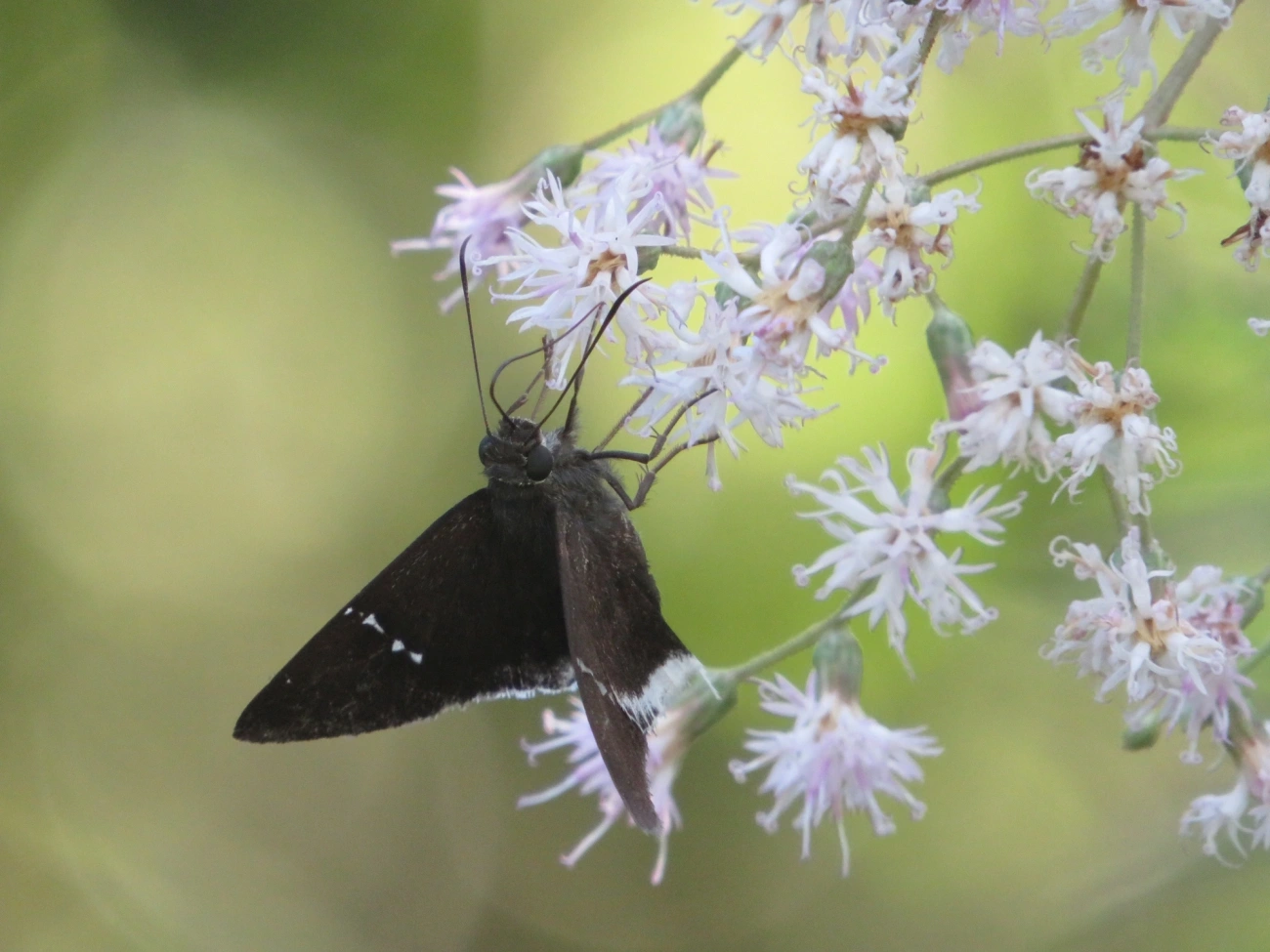 Eudaminae, insetos, fotografado em Maresias, São Sebastião