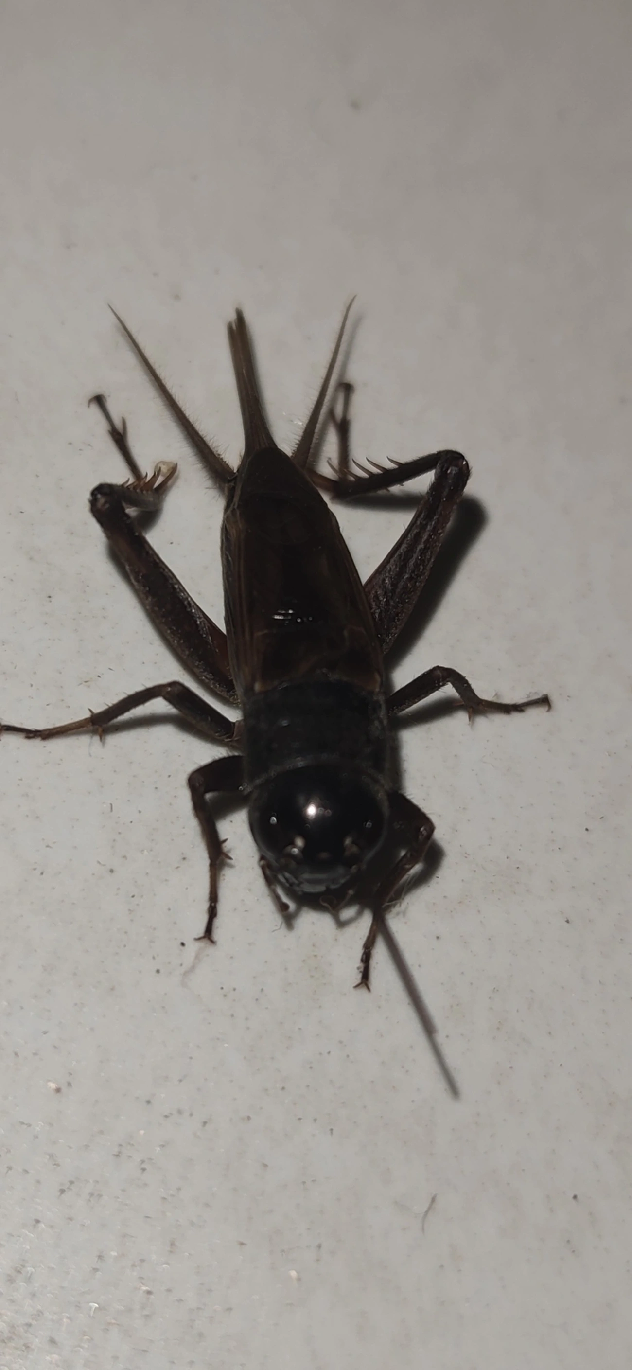 Gryllini, insetos, fotografado em Maresias, São Sebastião