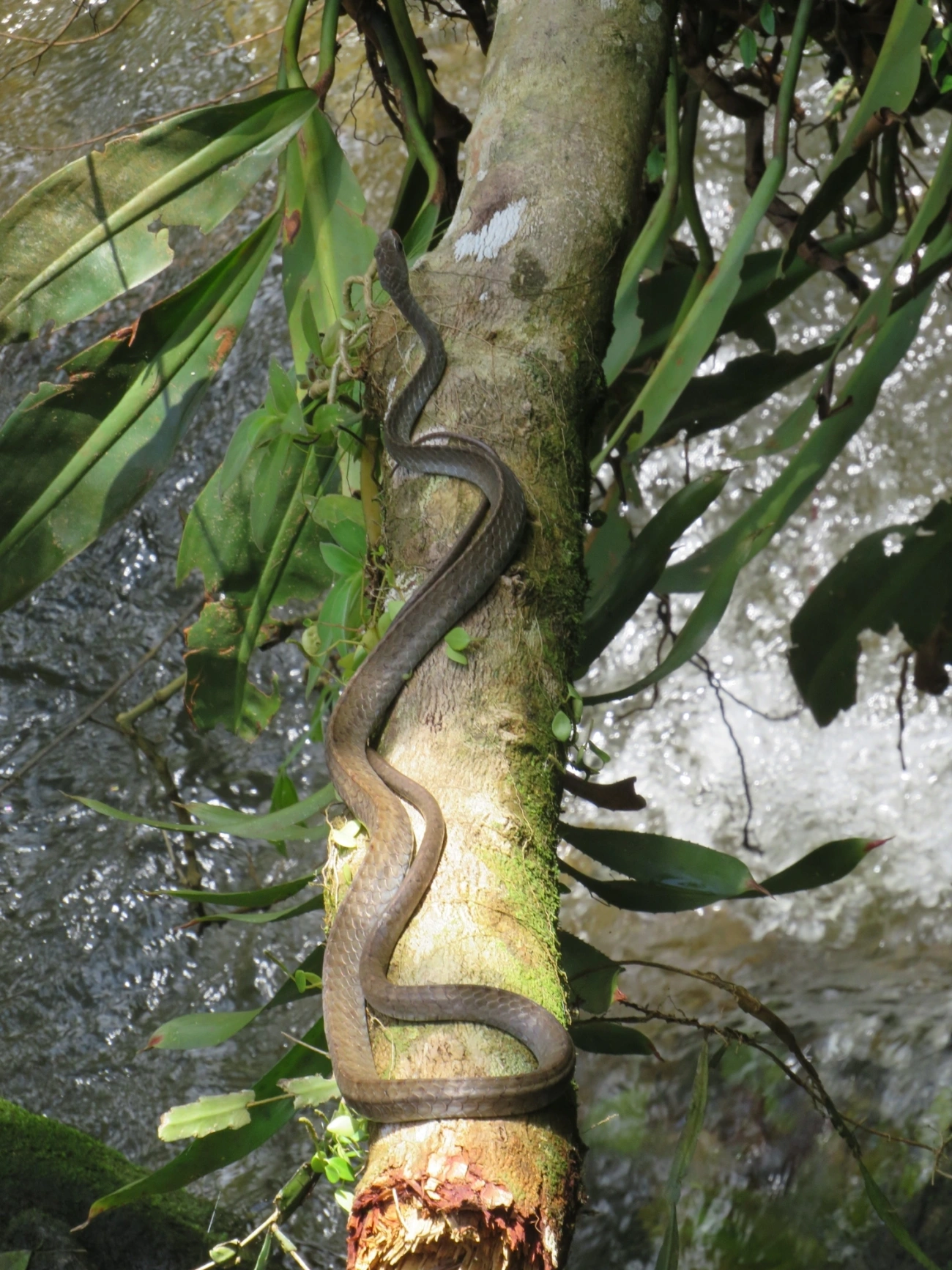 Urupiagara (Chironius fuscus), répteis, fotografado em Paúba, São Sebastião