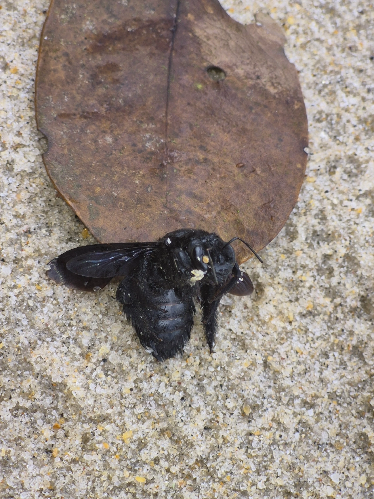 Mamangava-do-toco (Xylocopa frontalis), insetos, fotografado em Maresias, São Sebastião