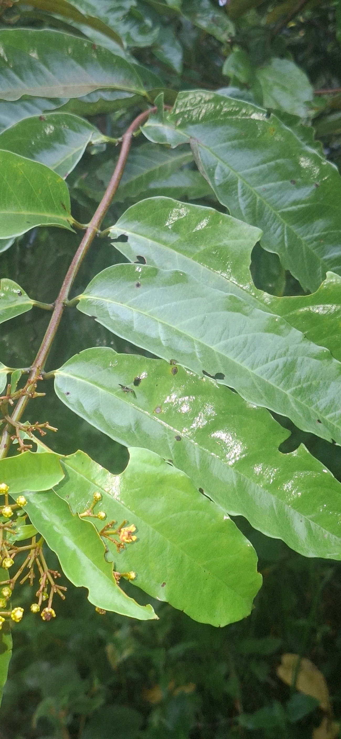Guamirim-de-folha-miúda (Myrcia splendens), plantas, fotografado em Maresias, São Sebastião