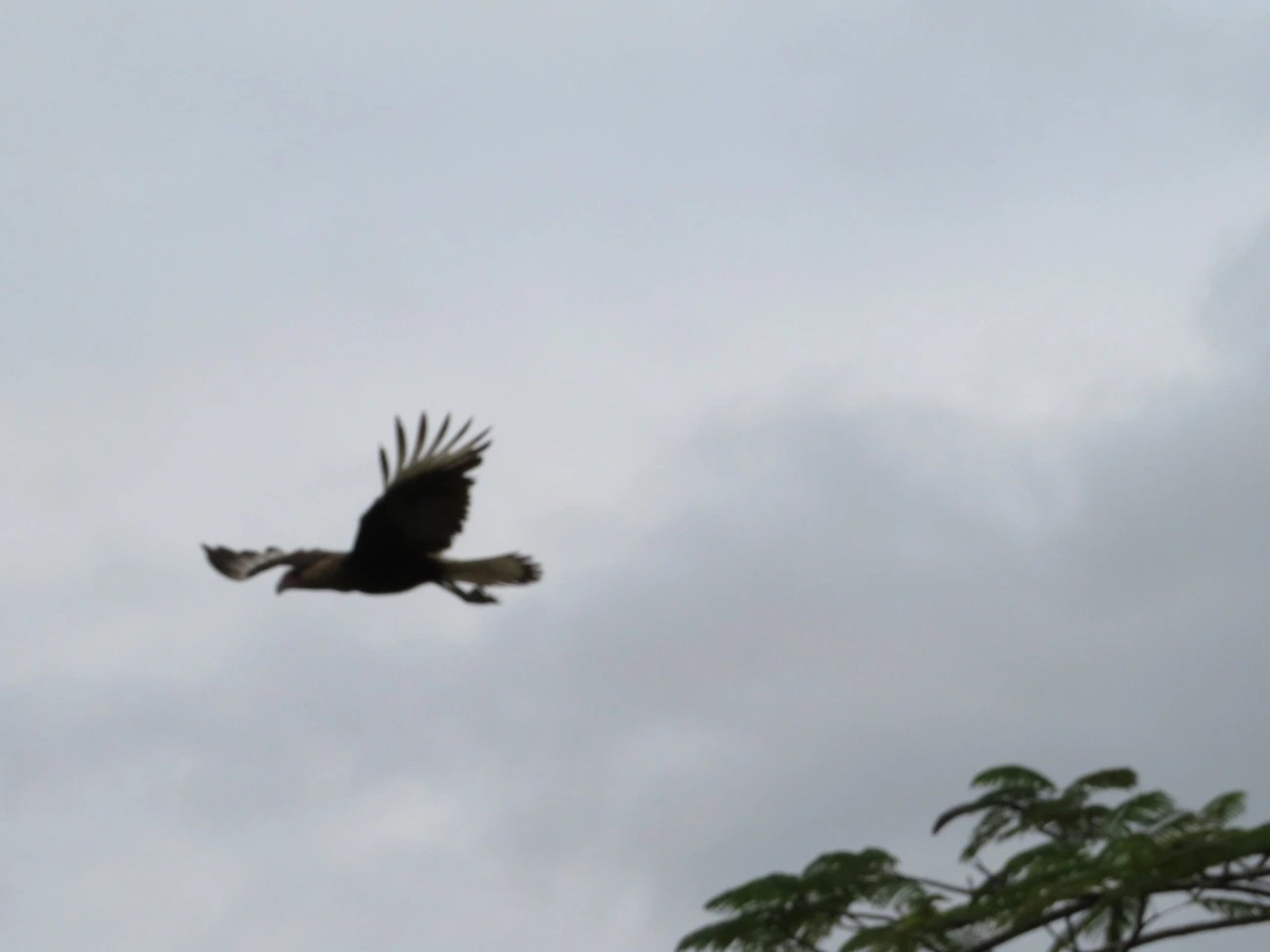 Carcará (Caracara plancus), aves, fotografado em São Sebastião