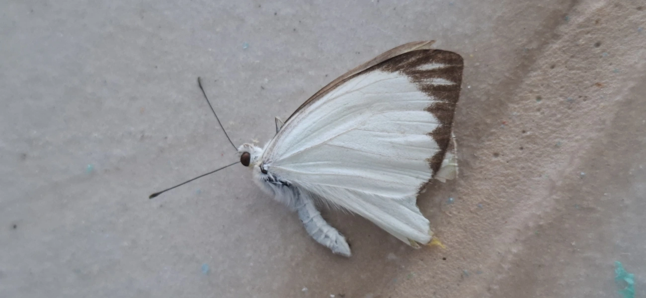 Borboleta-da-couve (Ascia monuste), insetos, fotografado em Amparo