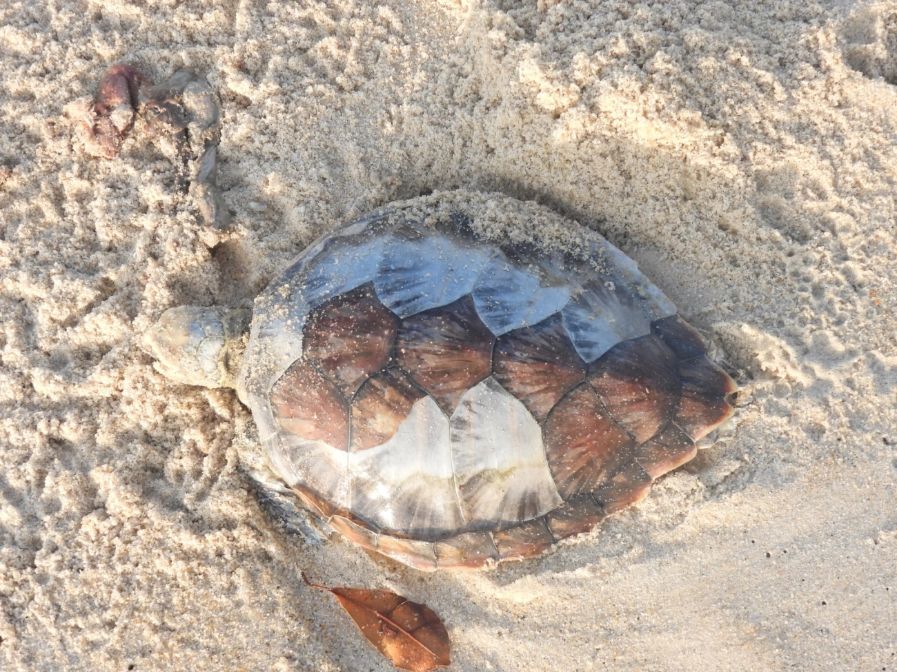 Tartaruga-verde (Chelonia mydas), répteis, fotografado em São Sebastião