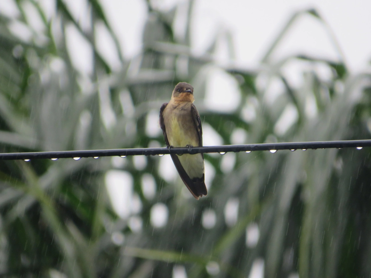 Andorinha-serradora (Stelgidopteryx ruficollis), aves, fotografado em Maresias, São Sebastião