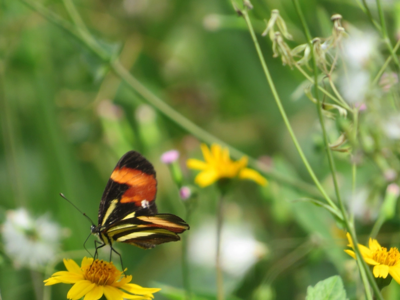 Falsa-erato (Eresia lansdorfi), insetos, fotografado em Maresias, São Sebastião