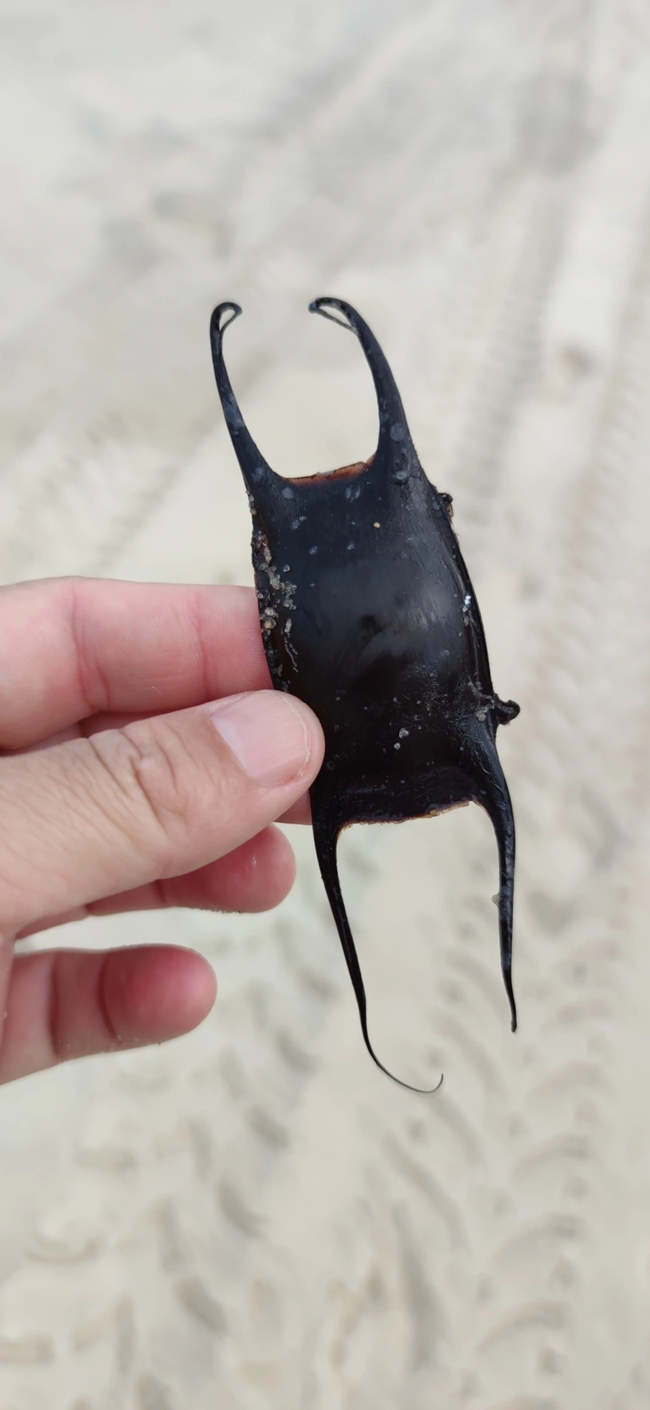 Raia-de-Agassiz (Rioraja agassizii), peixes, fotografado em São Sebastião