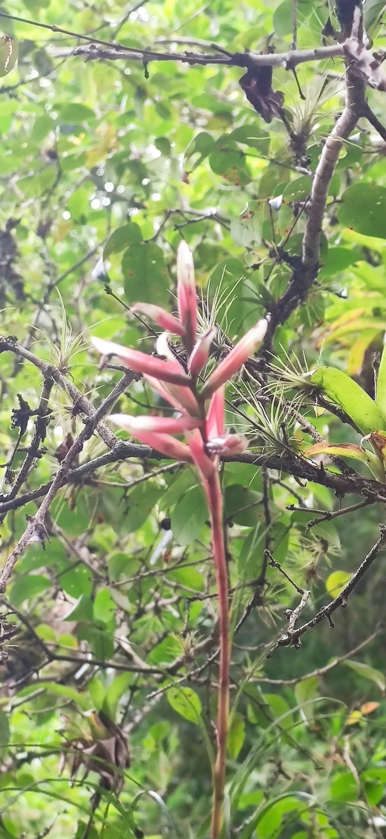 Vrísea (Vriesea correia-araujoi), plantas, fotografado em Maresias, São Sebastião