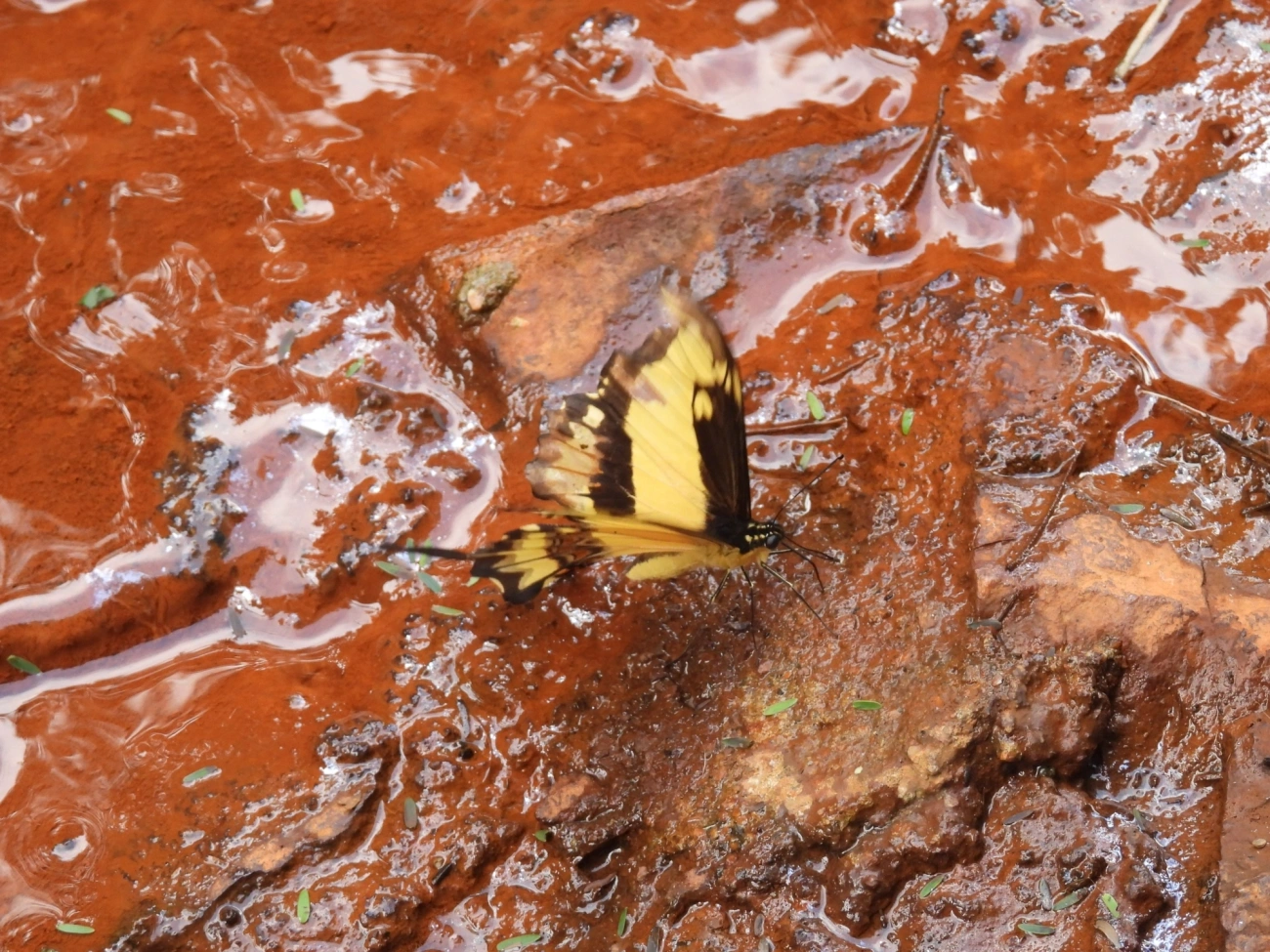 Rabo-de-andorinha-de-faixa-larga (Heraclides astyalus), insetos, fotografado em Cabreúva