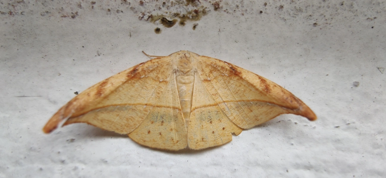 Borboletas e traças (Lepidoptera), insetos, fotografado em Maresias, São Sebastião