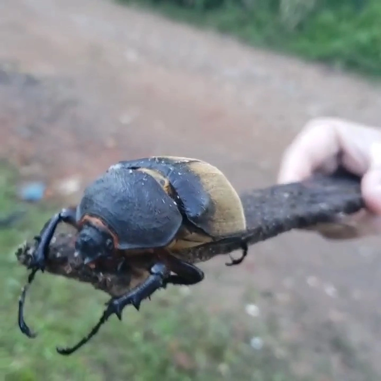 Besouro-Anúbis (Megasoma anubis), insetos, fotografado em Maresias, São Sebastião