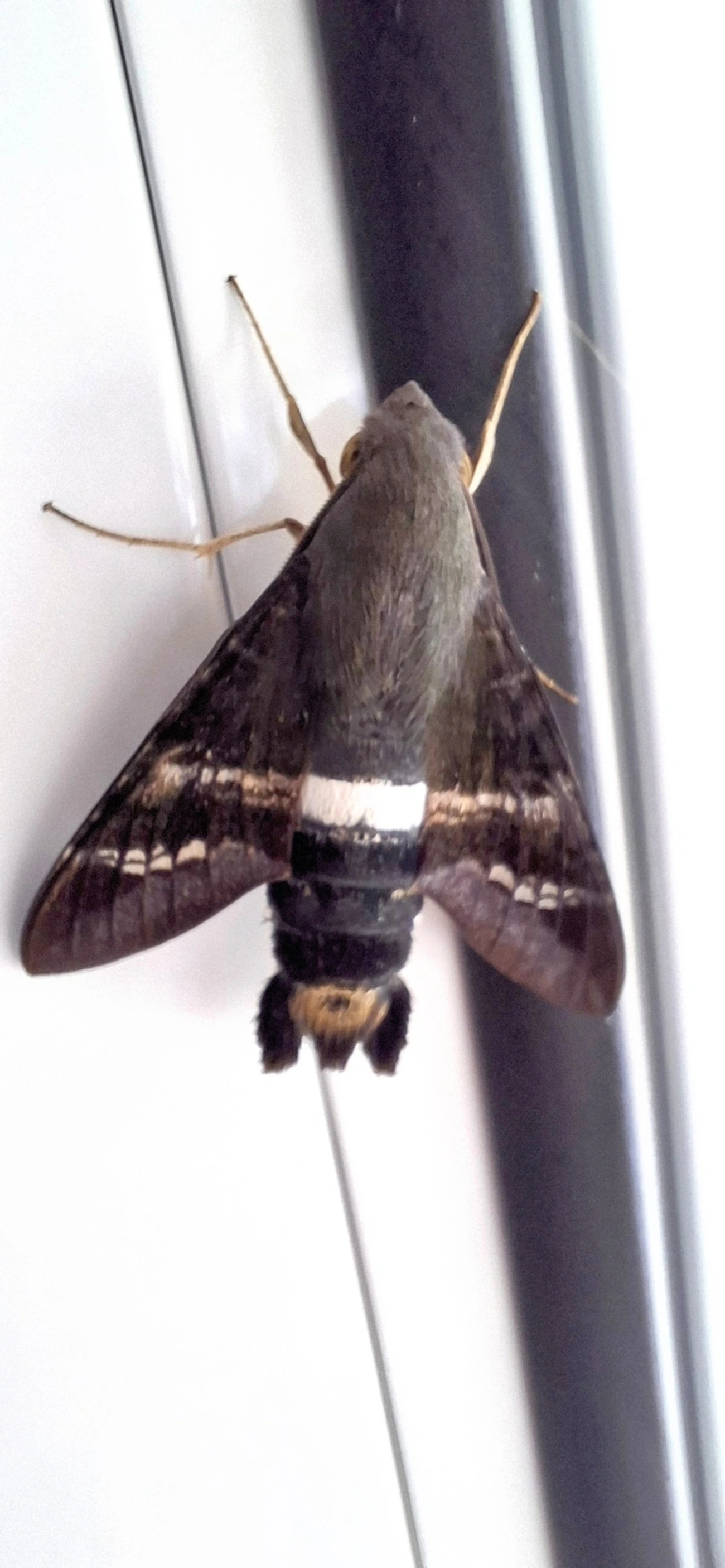 Esfinge-titã (Aellopos titan), insetos, fotografado em Maresias, São Sebastião
