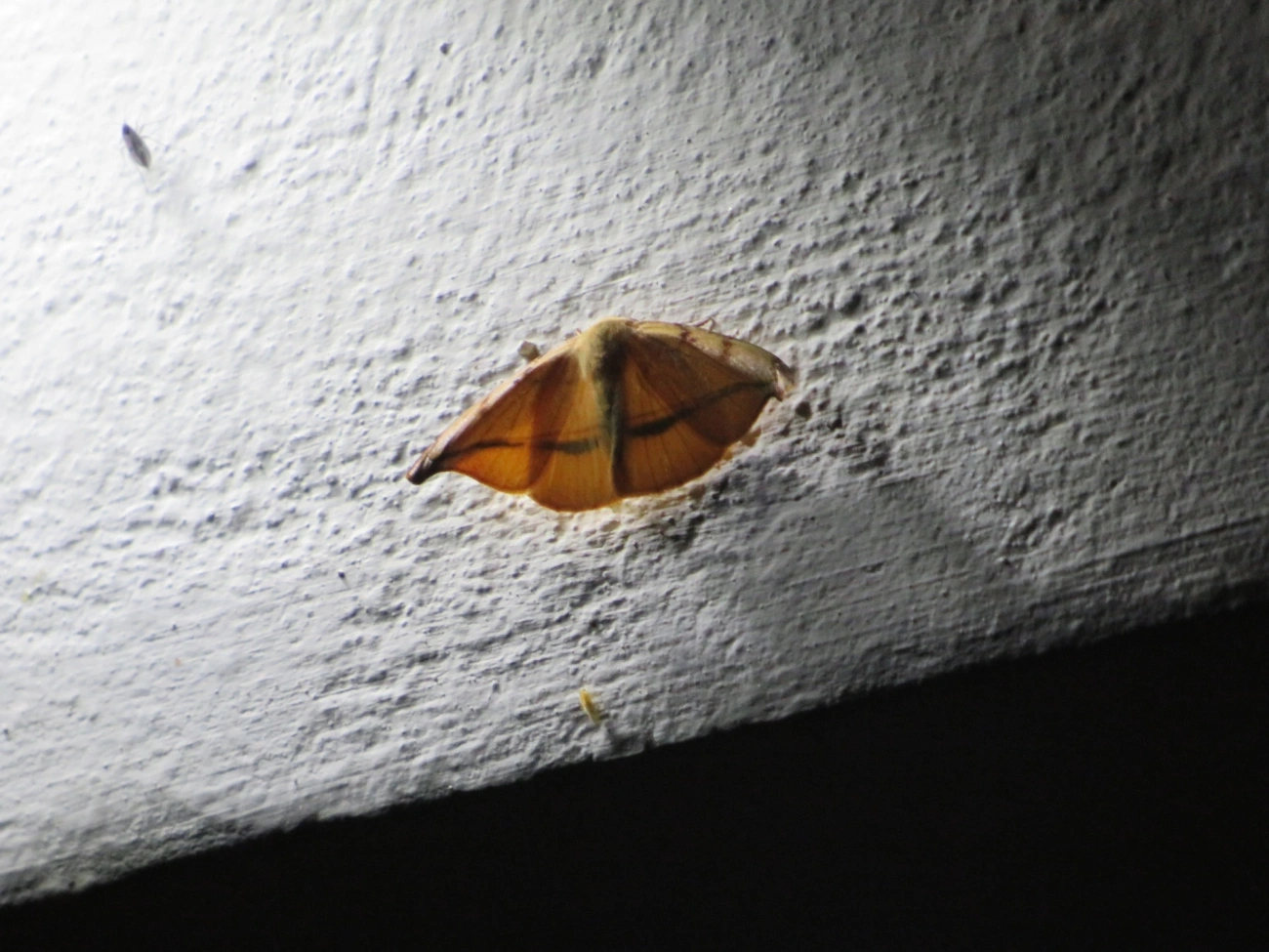 Patalene, insetos, fotografado em Maresias, São Sebastião