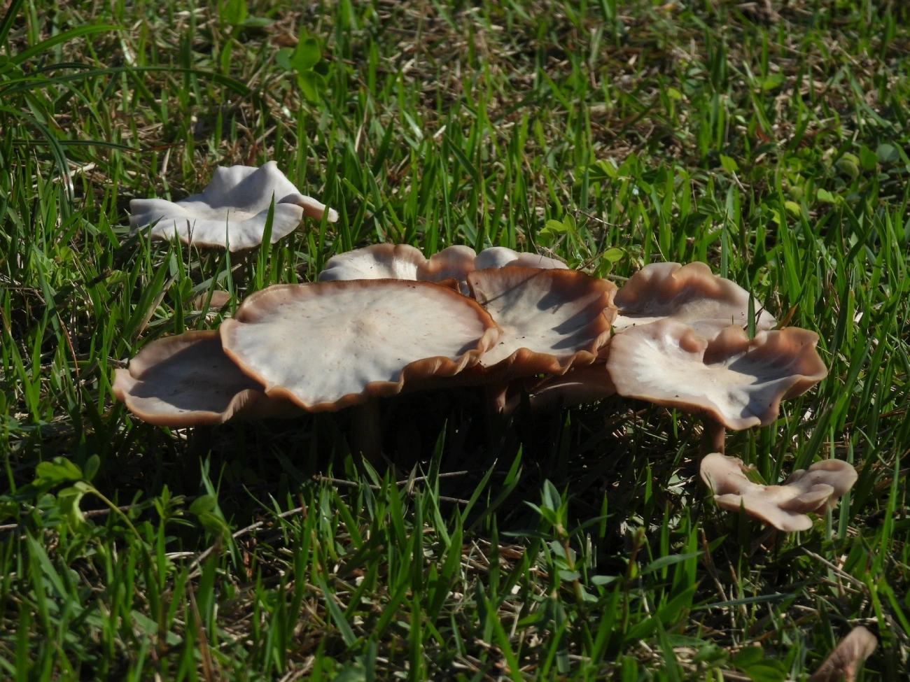 Blewit sórdido (Collybia sordida), fungos, fotografado em Maresias, São Sebastião