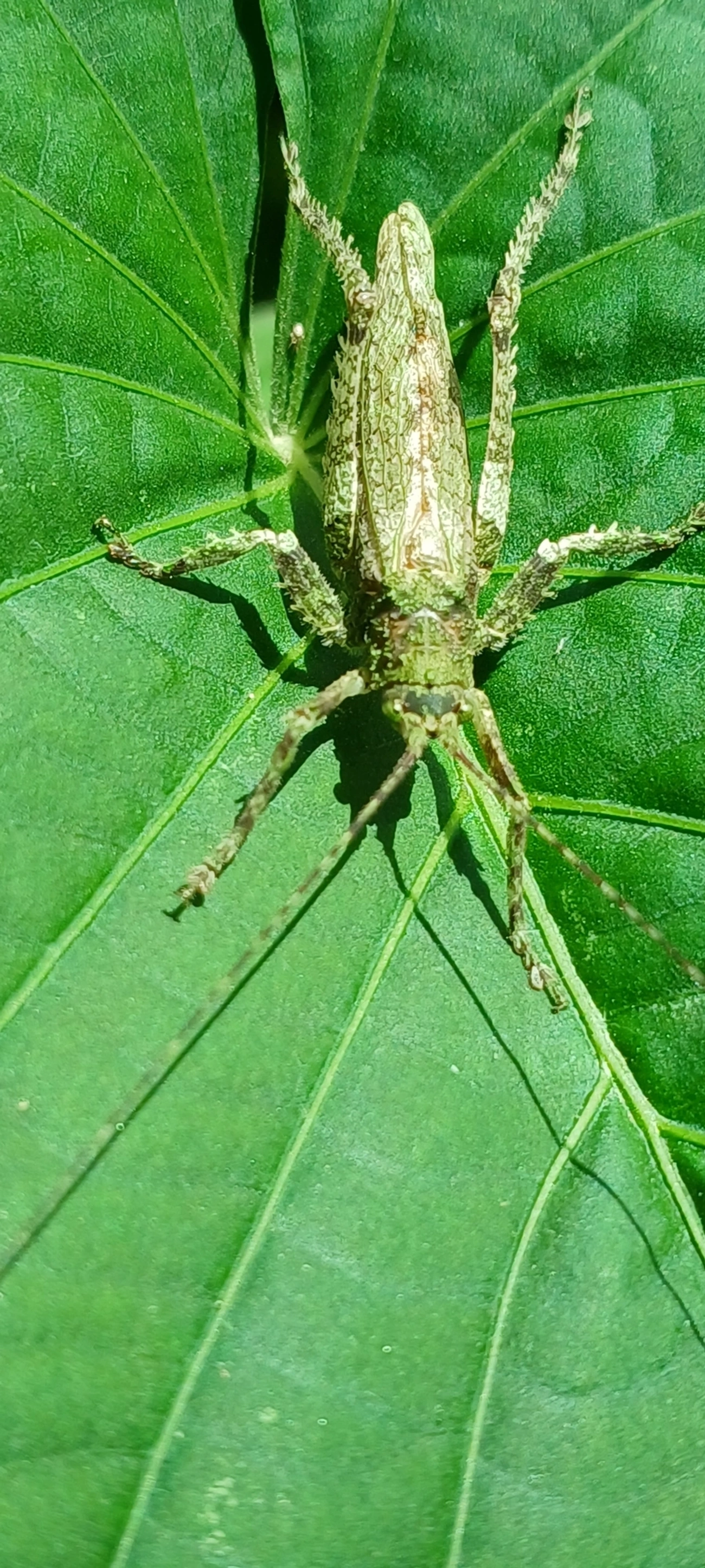 Anonistus, insetos, fotografado em Maresias, São Sebastião