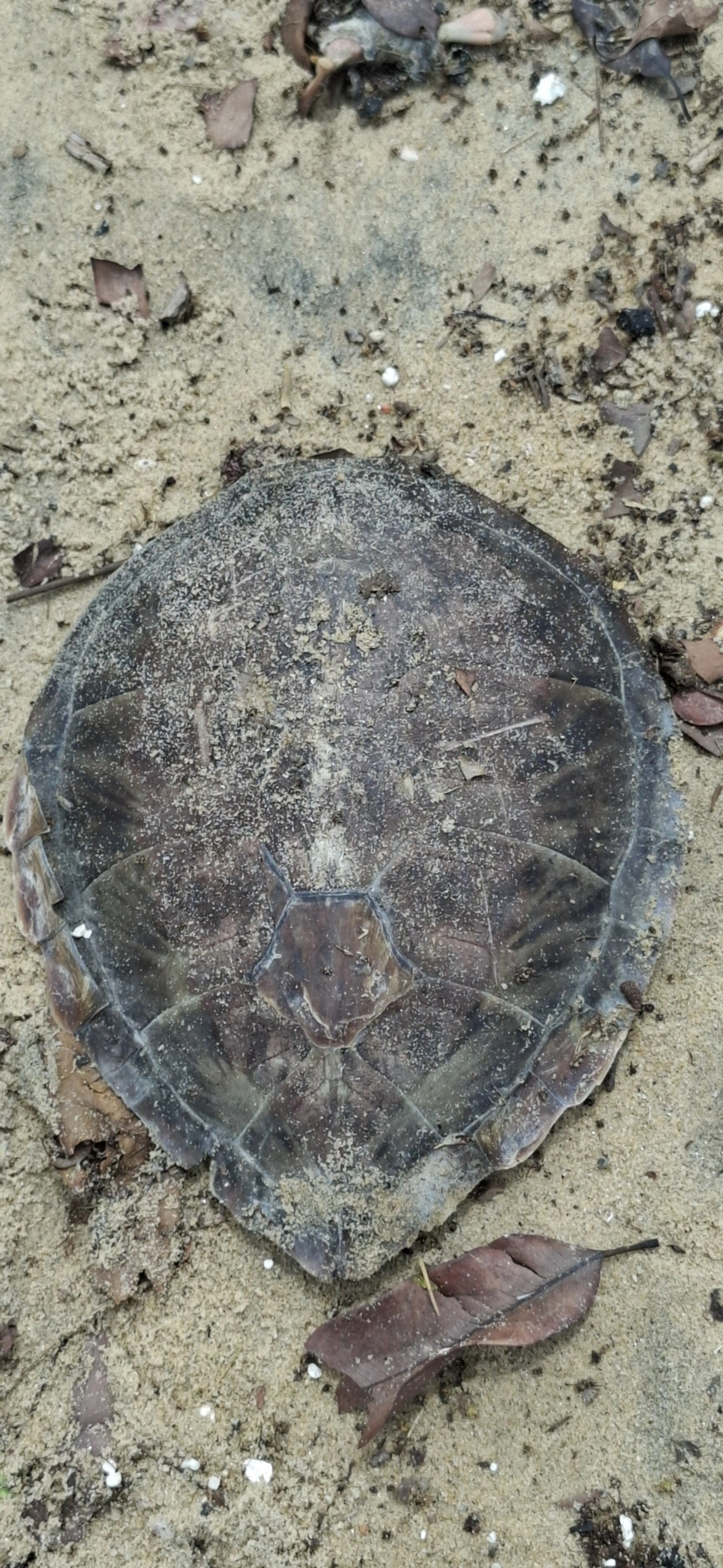Tartaruga-verde (Chelonia mydas), répteis, fotografado em São Sebastião