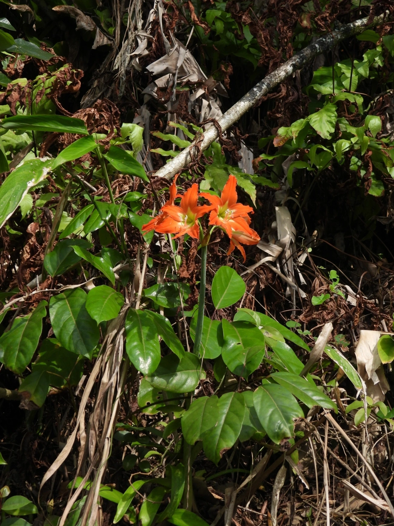 Amarílis (Hippeastrum puniceum), plantas, fotografado em Maresias, São Sebastião