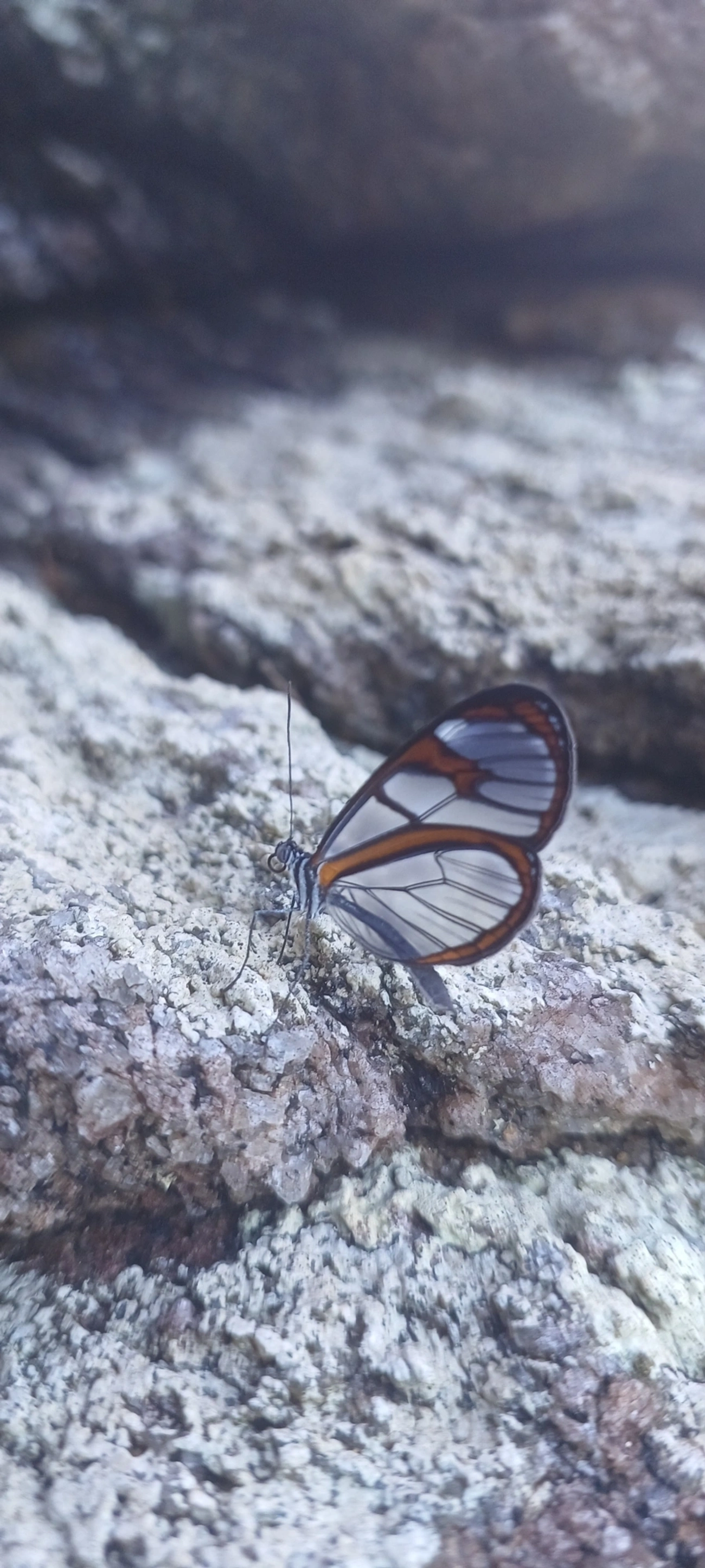 Asas-de-Vidro e Afins (Ithomiini), insetos, fotografado em Maresias, São Sebastião