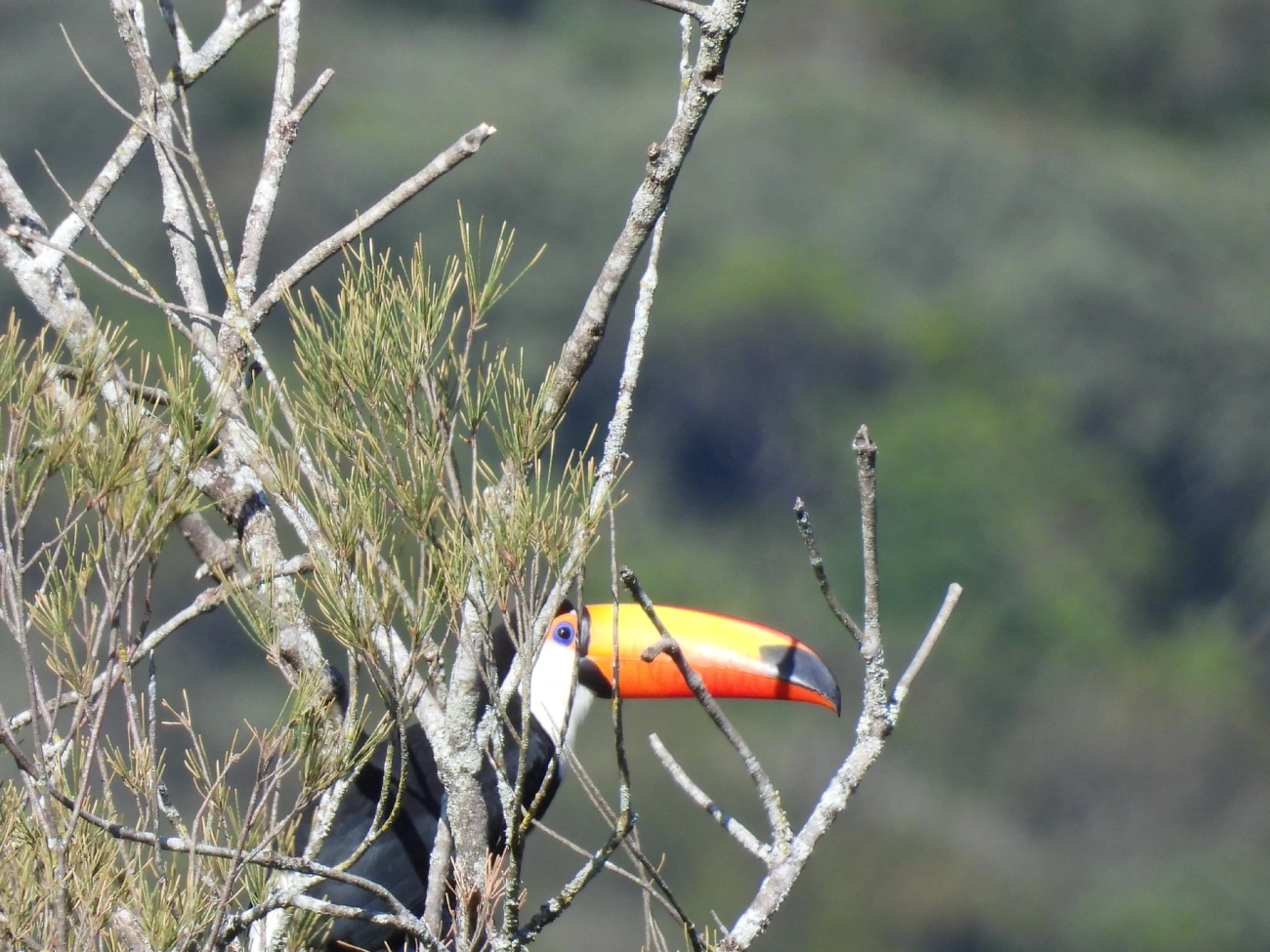 Tucano-toco (Ramphastos toco), aves, fotografado em Itamonte