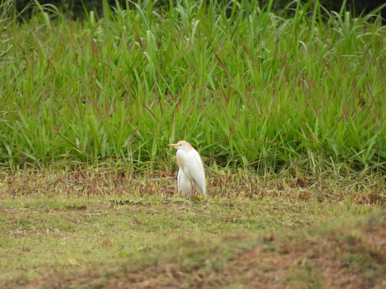 Garça-vaqueira (Ardea ibis), aves, fotografado em Maresias, São Sebastião