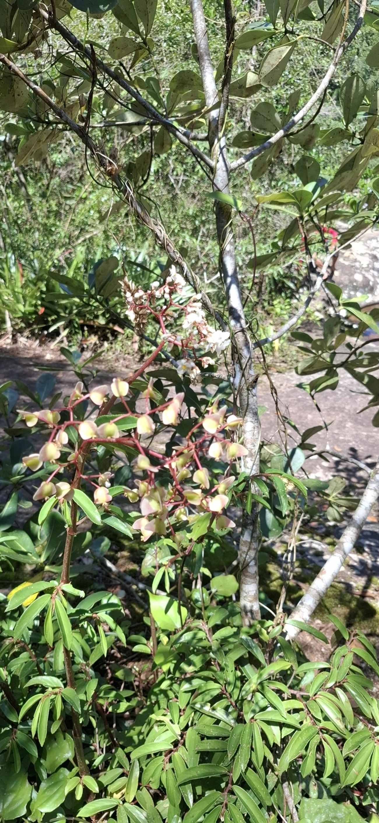 Begonia erecta, plantas, fotografado em Cambaquara, Ilhabela