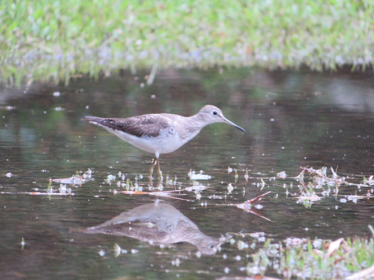Maçarico-solitário (Tringa solitaria), aves, fotografado em Maresias, São Sebastião