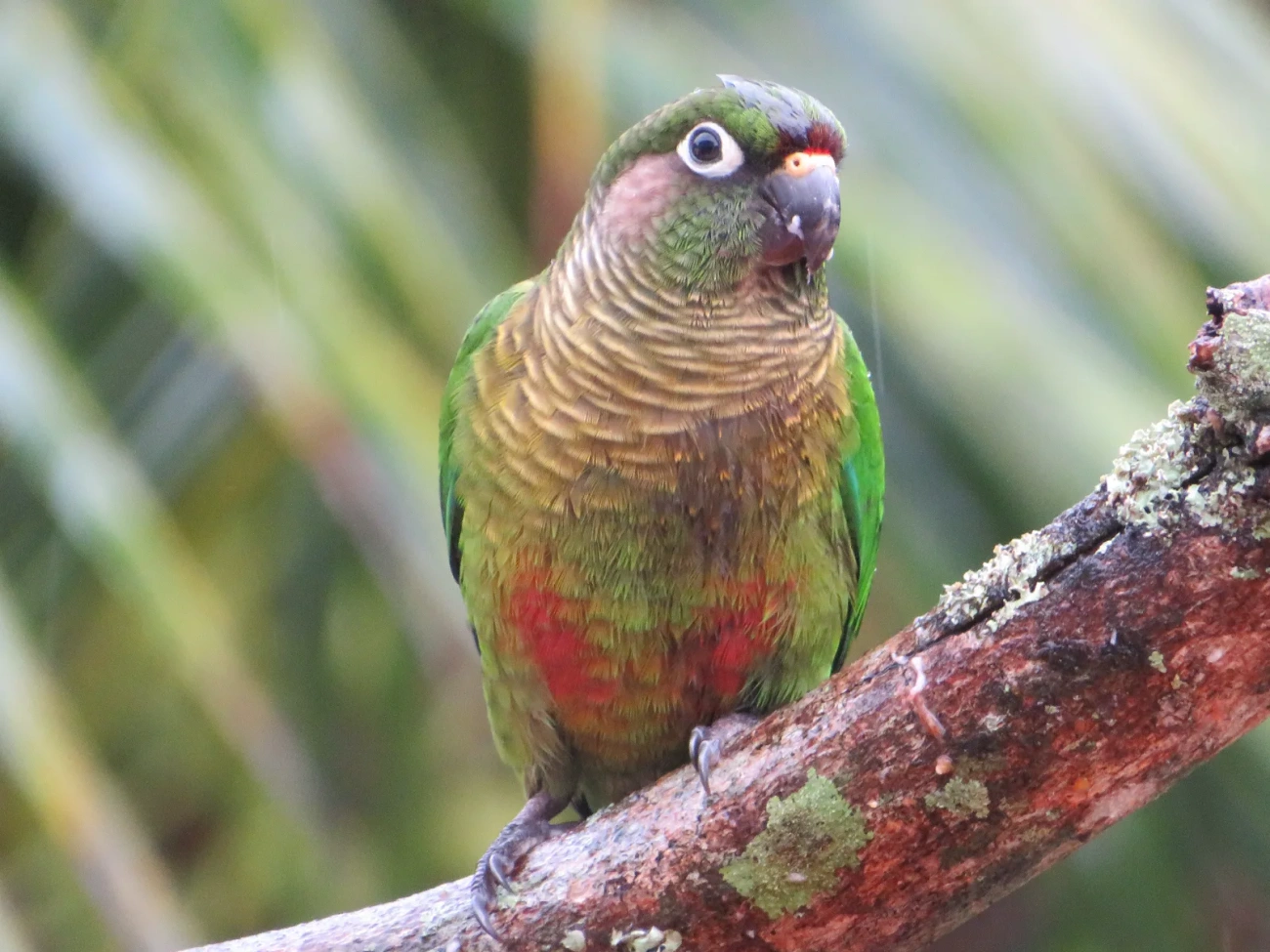 Tiriba-de-testa-vermelha (Pyrrhura frontalis), aves, fotografado em Maresias, São Sebastião