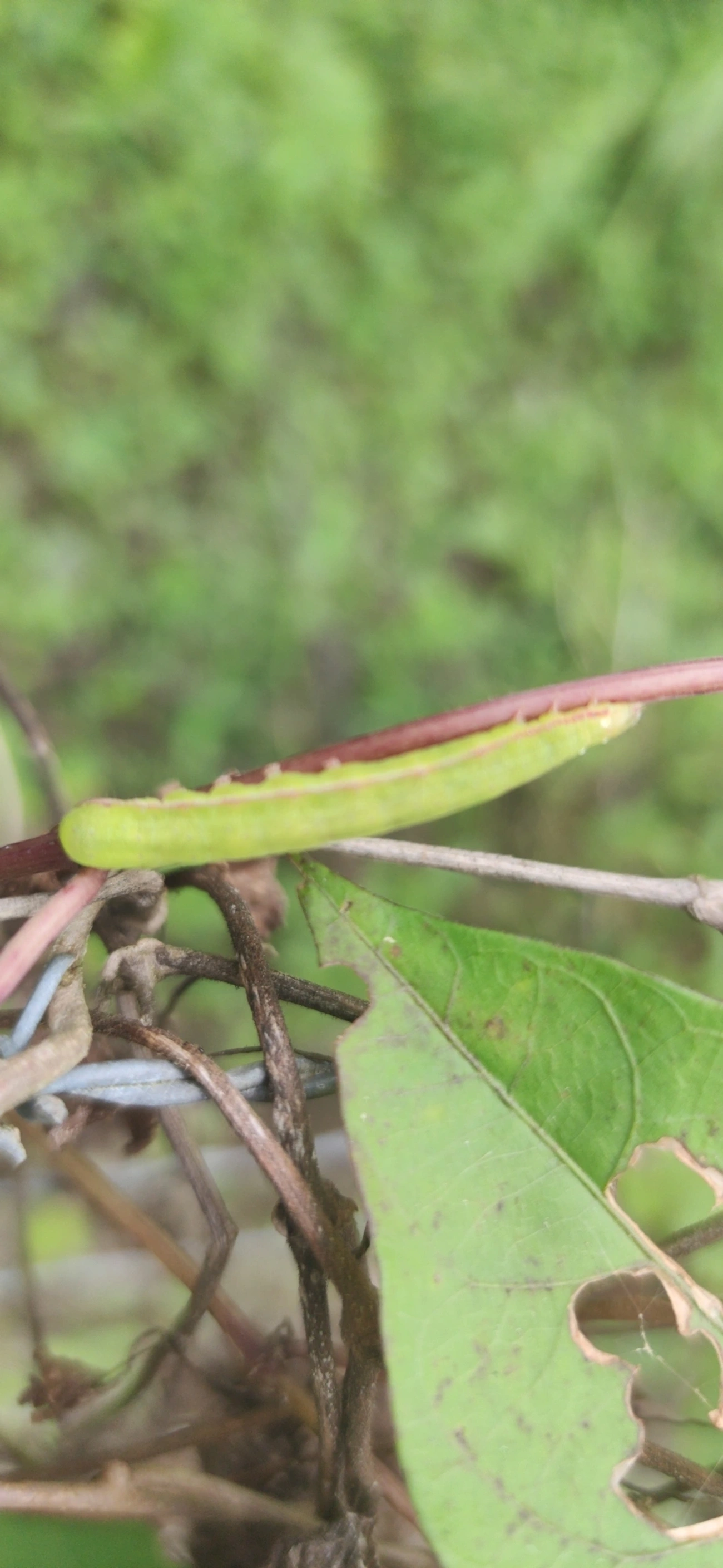 Borboletas e traças (Lepidoptera), insetos, fotografado em Maresias, São Sebastião
